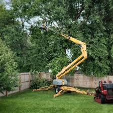 Professional  Tree Services in Lake City, IA