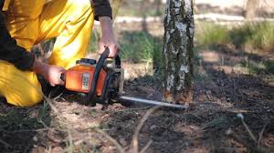 Best Tree and Shrub Care  in Lake City, IA