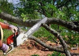 Why Choose Our Tree Removal Services in Lake City, IA?